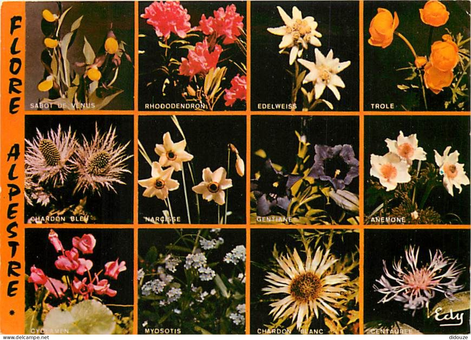 Fleurs - CPM - Voir Scans Recto-Verso - Blumen