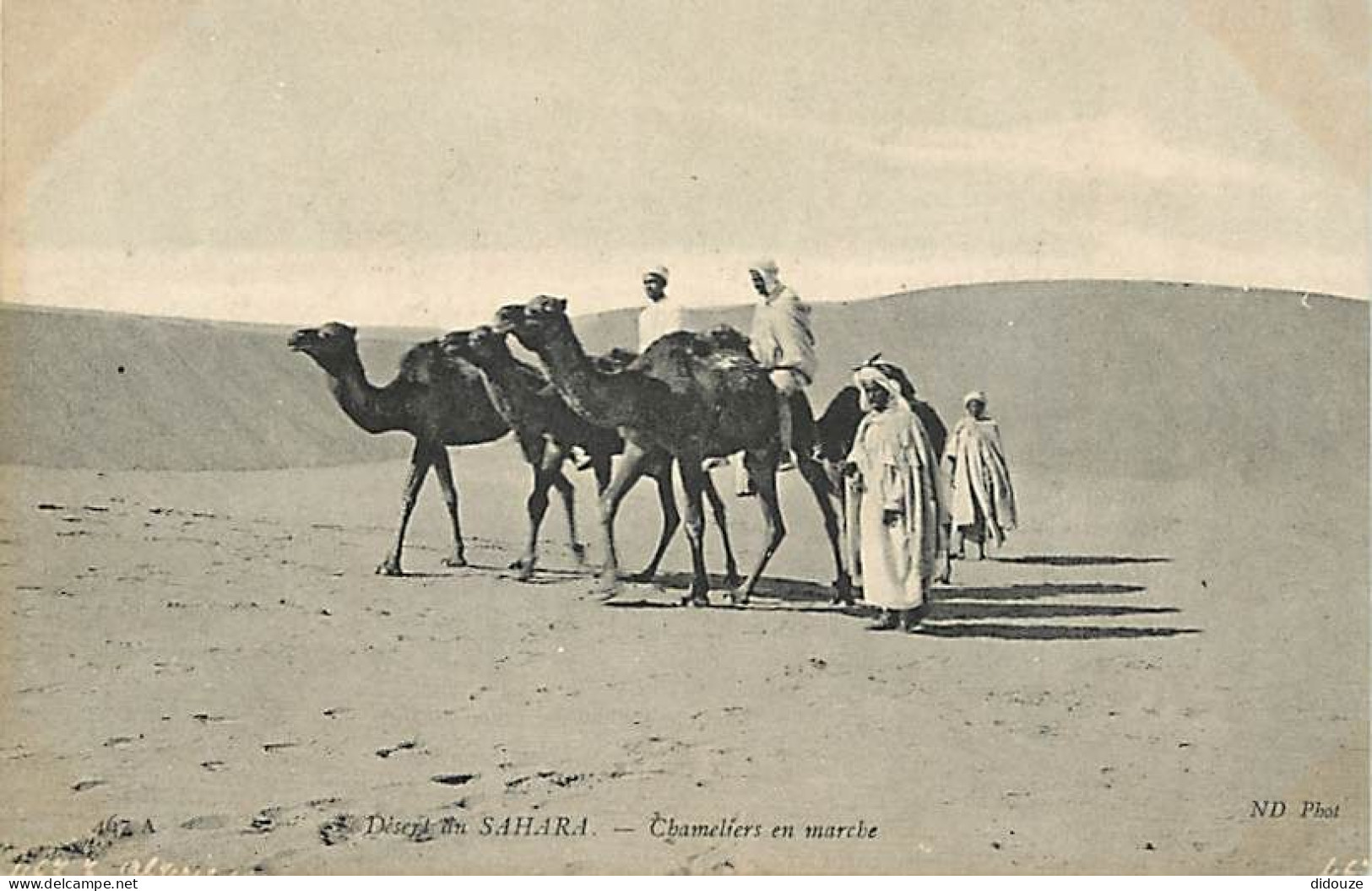 Scènes Et Types - Afrique Du Nord - Désert Du Sahara - Chameliers En Marche - Animée - CPA - Voir Scans Recto-Verso - África