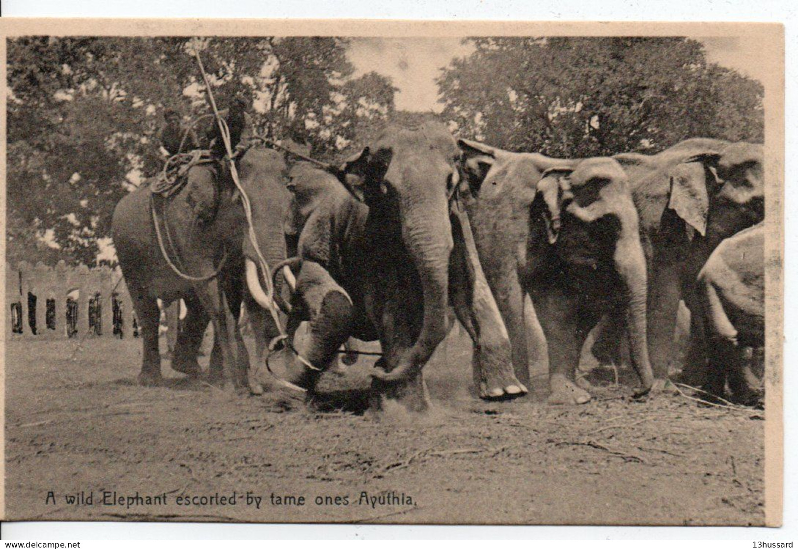 Carte Postale Ancienne Thaïlande - Ayuthia. A Wild Elephant Escorted By Tame Ones - Chasse - Thaïland