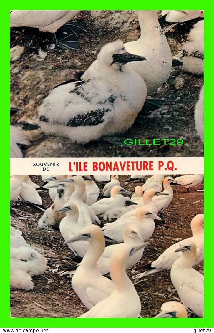 PERCÉ, QUÉBEC - SOUVENIR DE L'ILE DE BONAVENTURE - BIRDS, FOUS DE BASSAN - CIRCULÉE EN 1986 - PUB. BY H.V. HENDERSON - - Percé