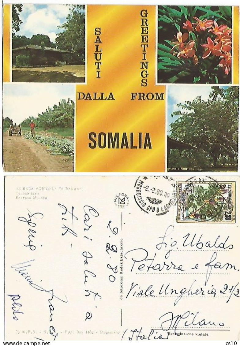 Somalia Dichrostachys Glomerata Tree S.2.30 Solo Franking Pcard 4 Views Of Bananas Farm Az.Agricola Banane 2feb1980 - Somalië (1960-...)