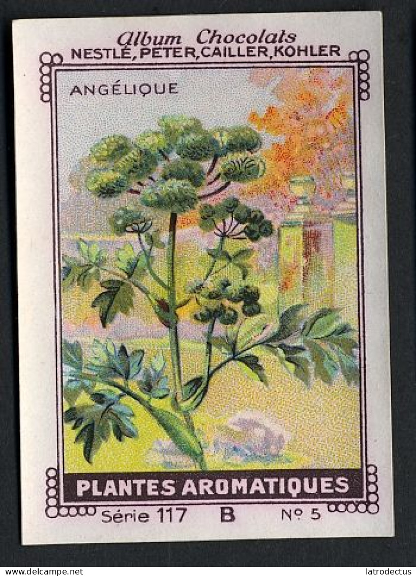 Nestlé - 117B - Plantes Aromatiques, Aromatic Plants - 5 - Angélique - Nestlé