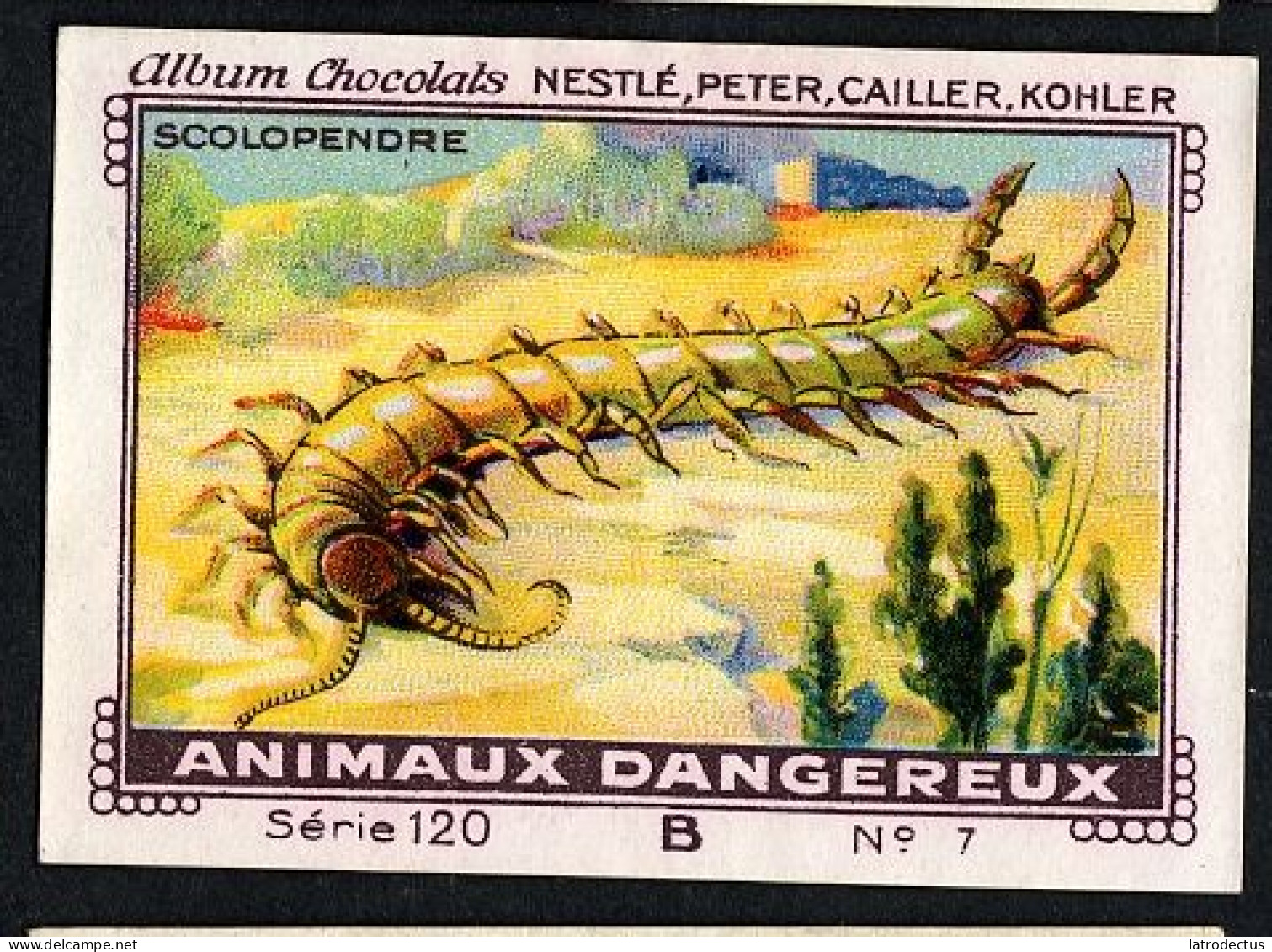 Nestlé - 120B - Animaux Dangereux, Dangerous Animals - 7 - Scolopendre, Centipede - Nestlé