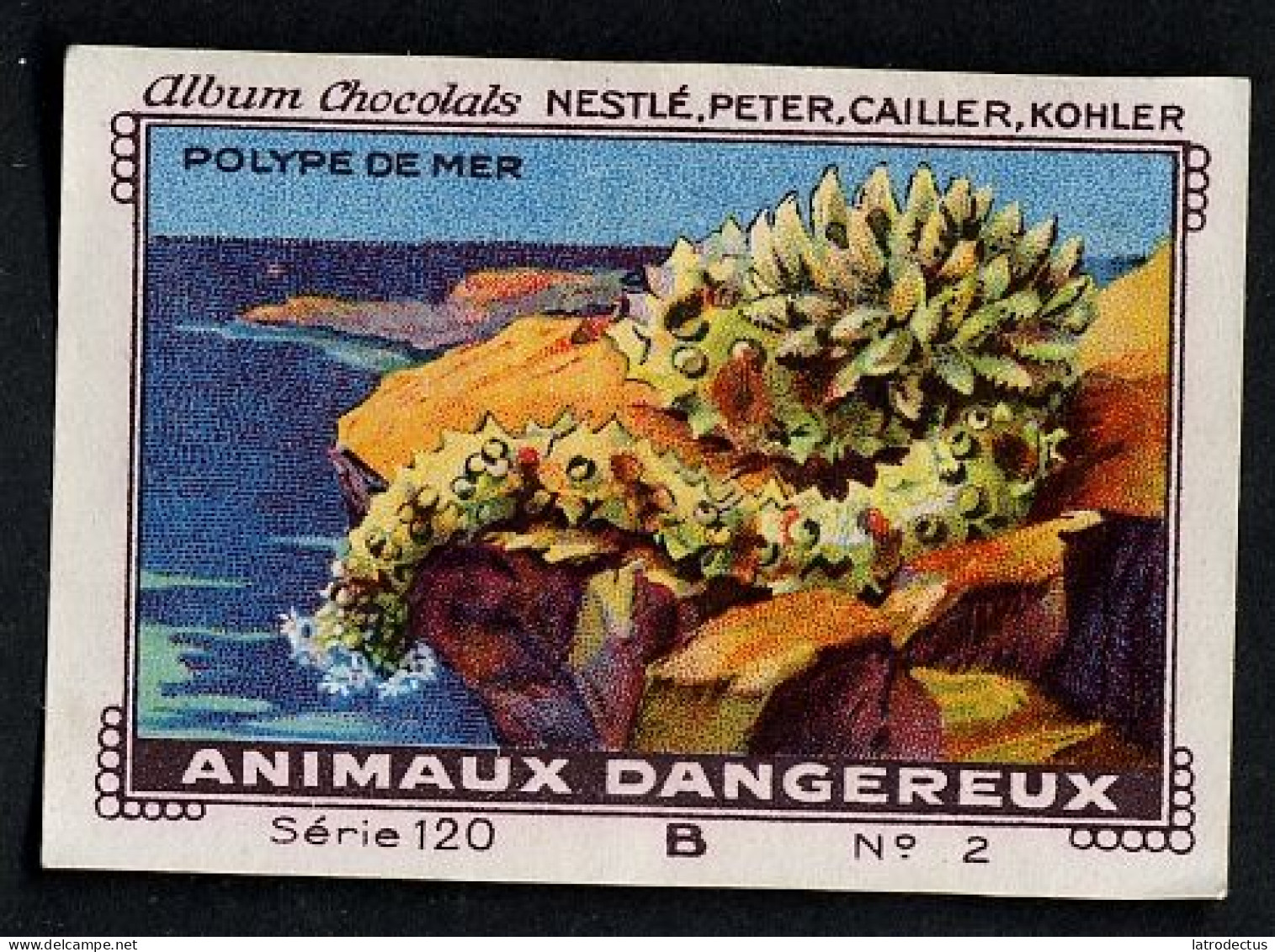 Nestlé - 120B - Animaux Dangereux, Dangerous Animals - 1 - Polype De Mer - Nestlé