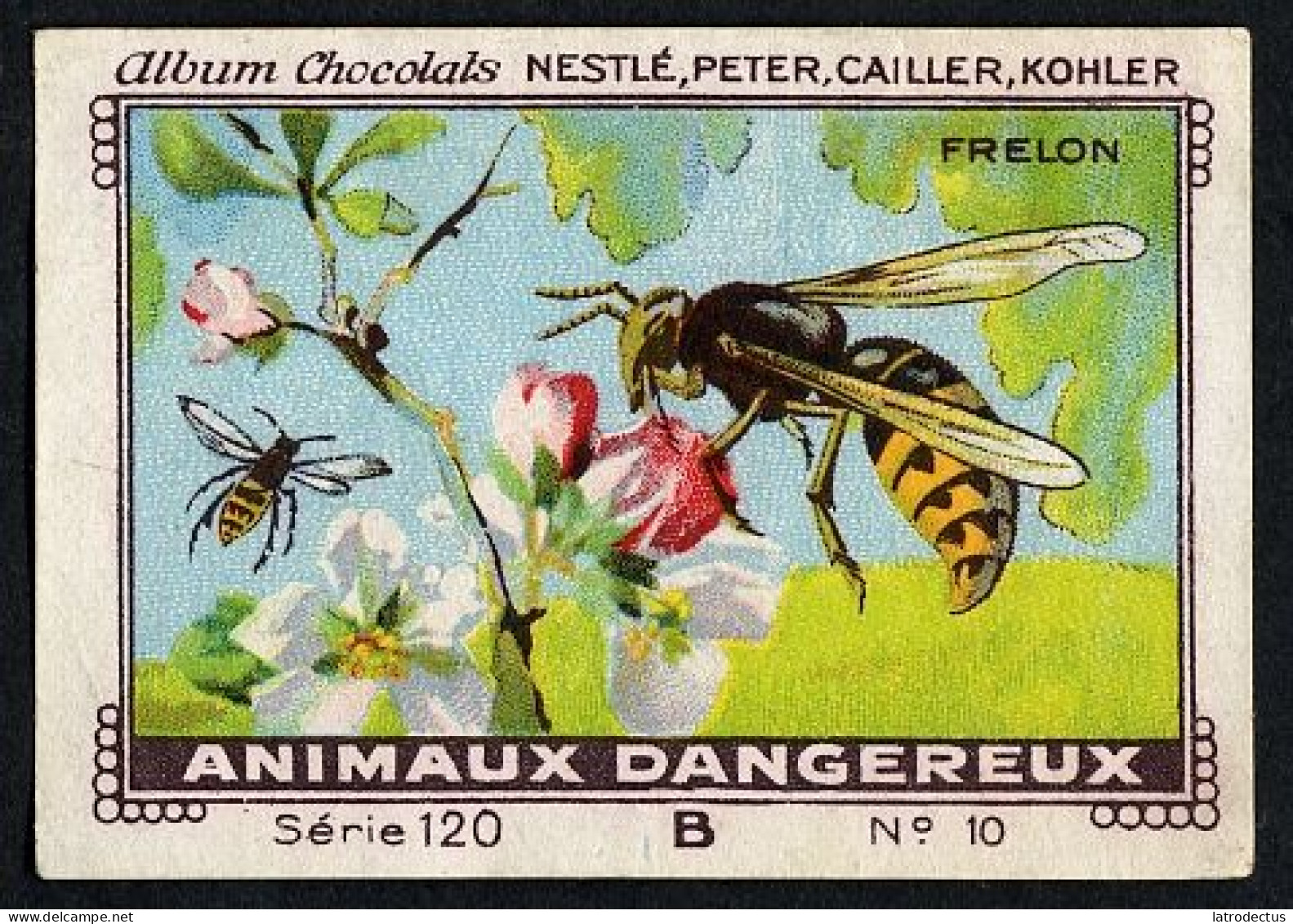 Nestlé - 120B - Animaux Dangereux, Dangerous Animals - 10 - Frelon - Nestlé