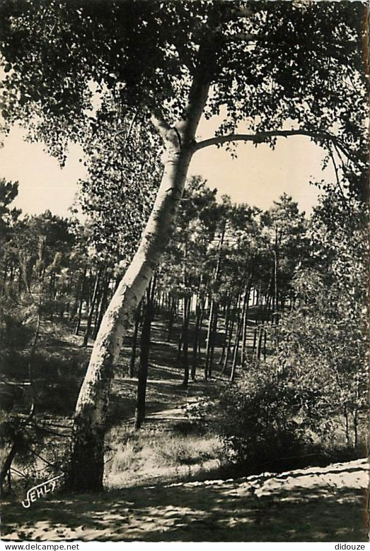 85 - Saint Jean De Monts - Paysage En Forêt - CPSM Grand Format - CPM - Voir Scans Recto-Verso - Saint Jean De Monts