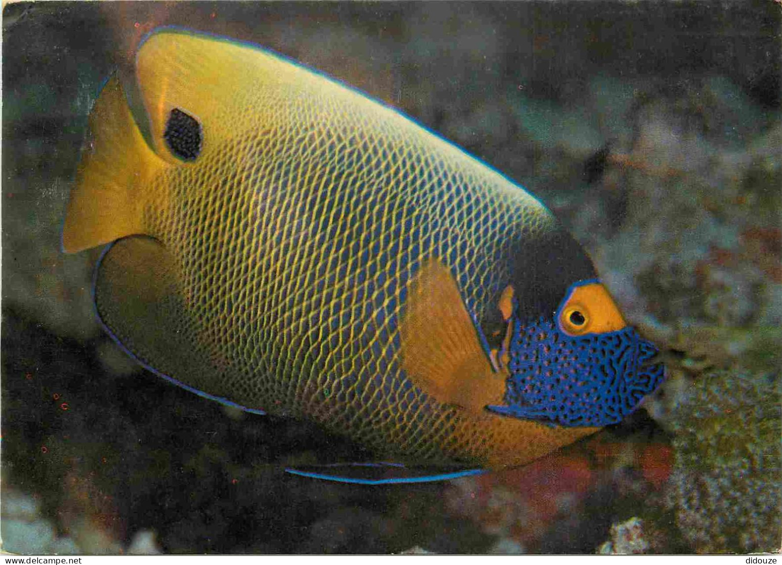 Animaux - Poissons - Poisson Jaune Et Bleu - CPM - Voir Scans Recto-Verso - Fish & Shellfish