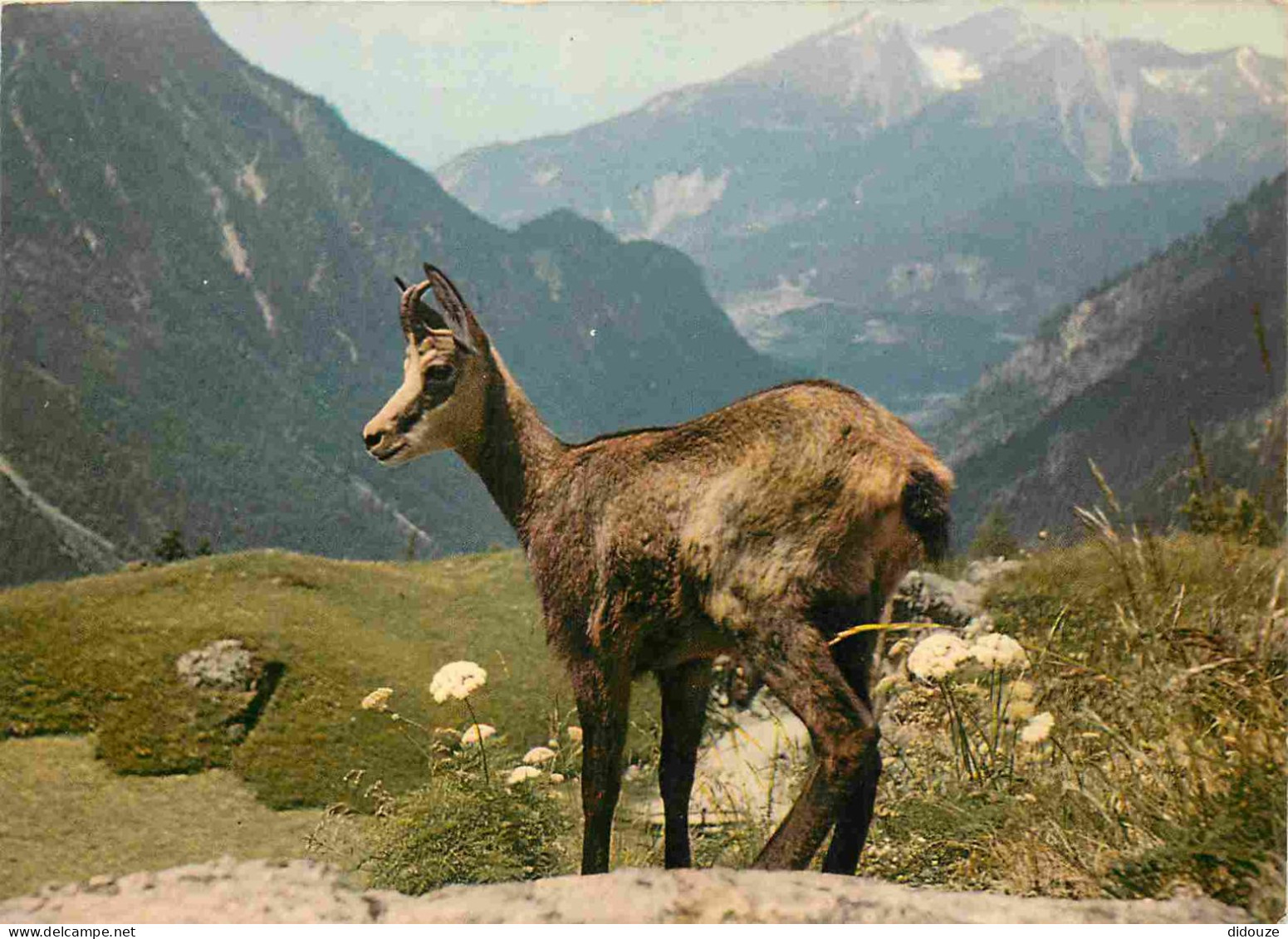 Animaux - Chamois - Flash Sur Les Réserves Alpines - Chamois Des Alpes - CPM - Voir Scans Recto-Verso - Other & Unclassified