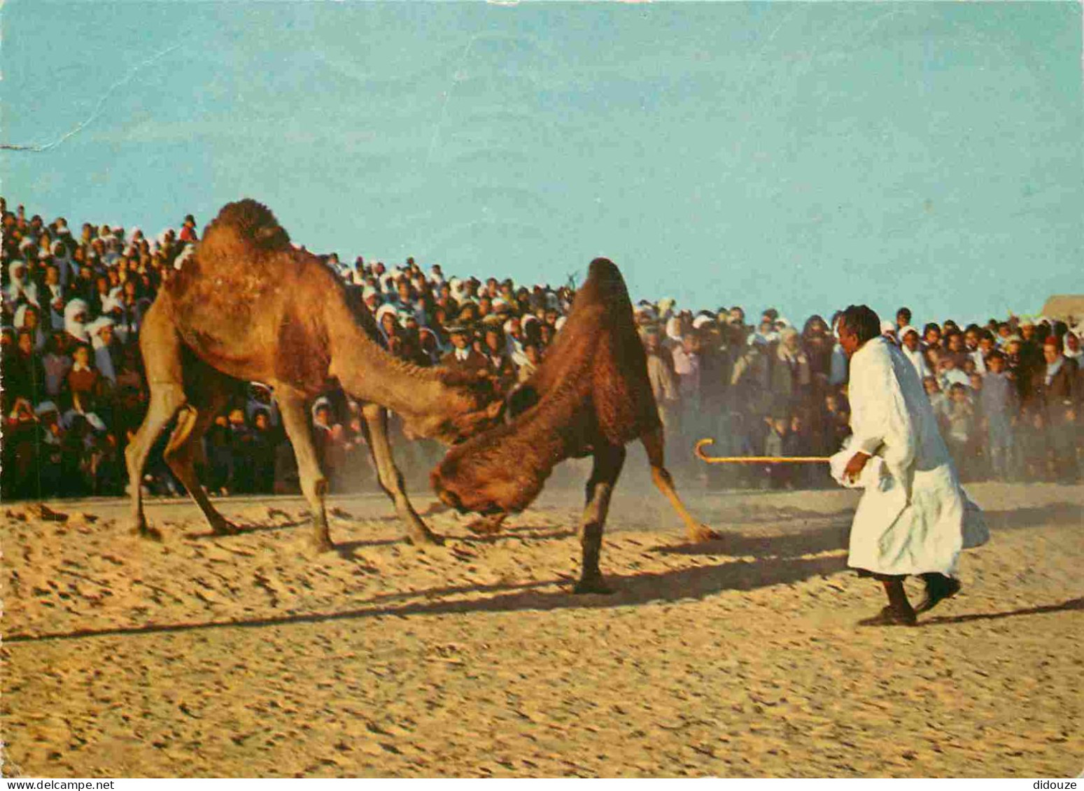 Animaux - Camélidés - Tunisie - Sud Tunisien - Combat De Chameaux - Camels - CPM - Voir Scans Recto-Verso - Other & Unclassified