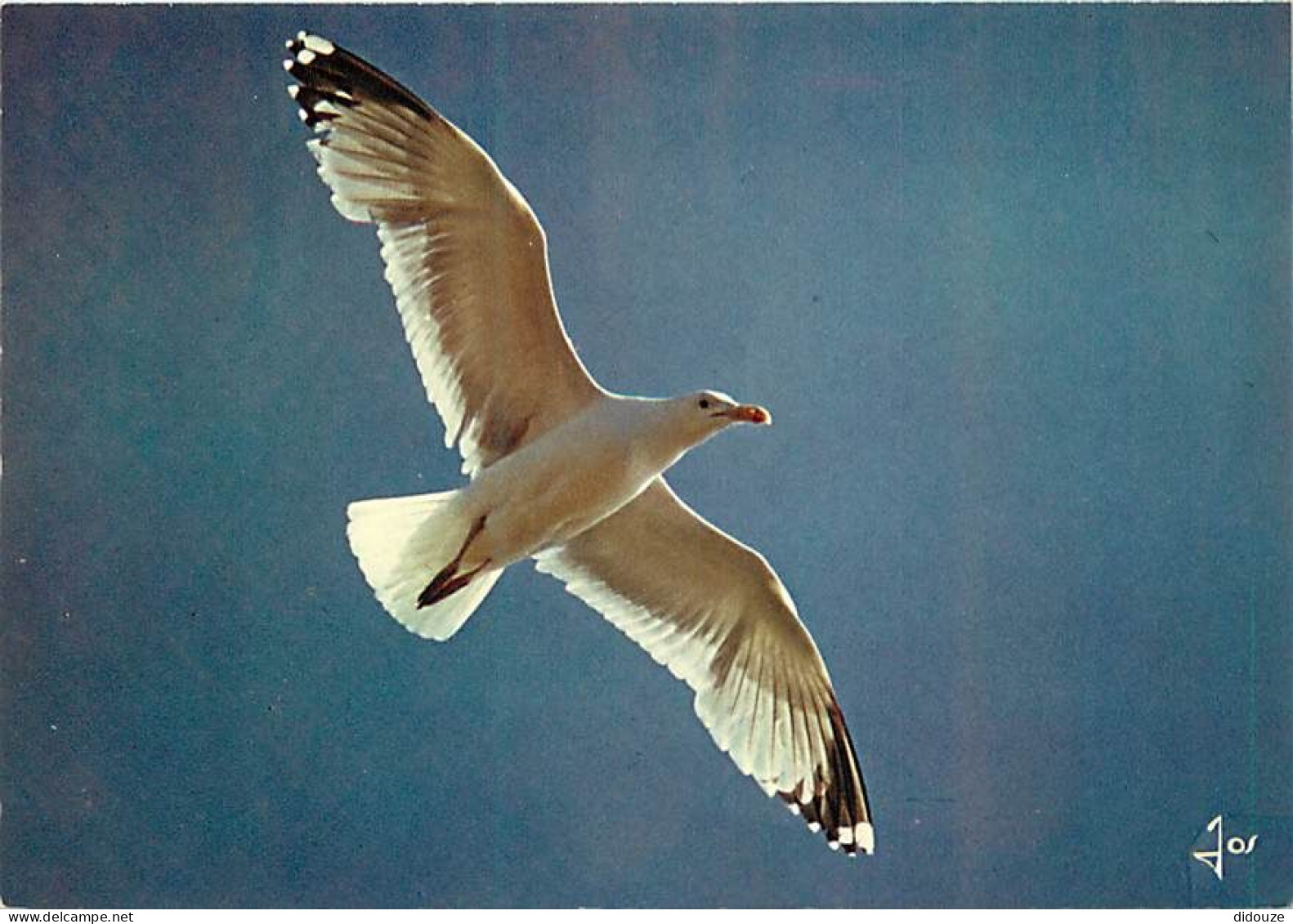 Animaux - Oiseaux - Oiseaux De Mer - Goélands Argentés - Bretagne - CPM - Voir Scans Recto-Verso - Birds