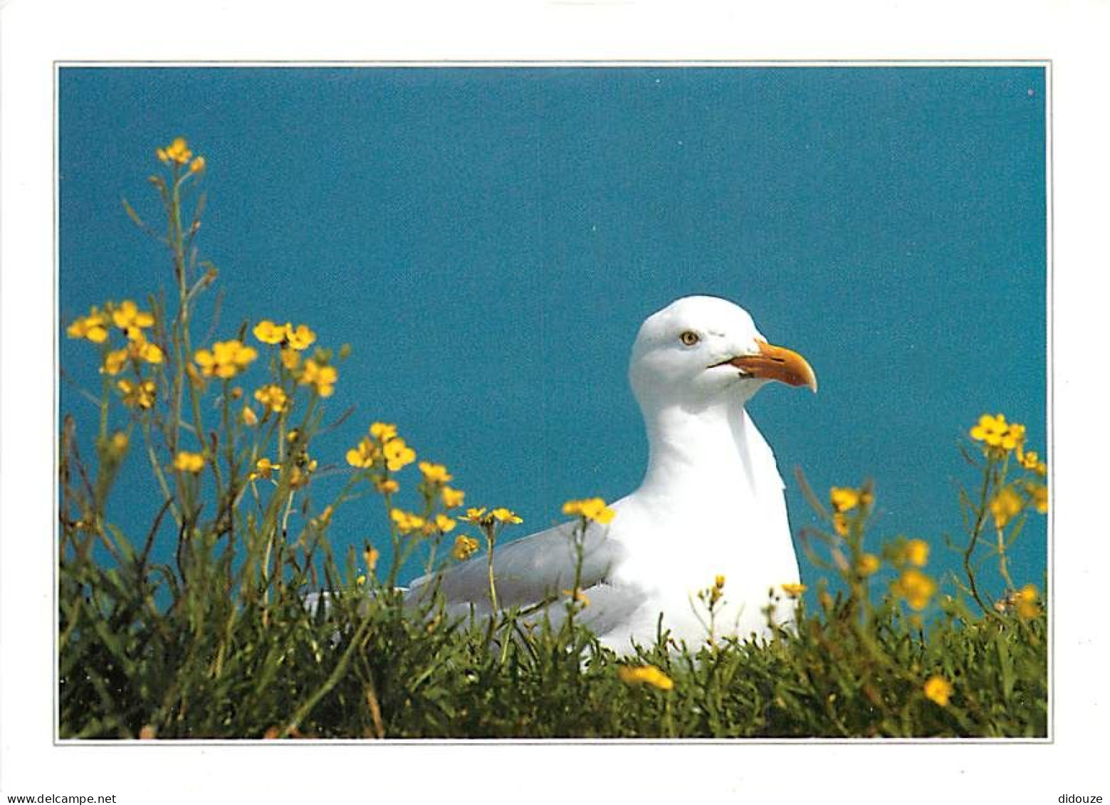 Animaux - Oiseaux - Oiseaux De Mer - Mouettes - CPM - Voir Scans Recto-Verso - Birds