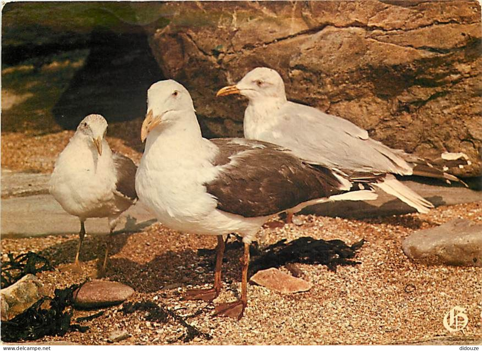 Animaux - Oiseaux - Oiseaux De Mer - Mouettes Tridactyles - CPM - Voir Scans Recto-Verso - Birds