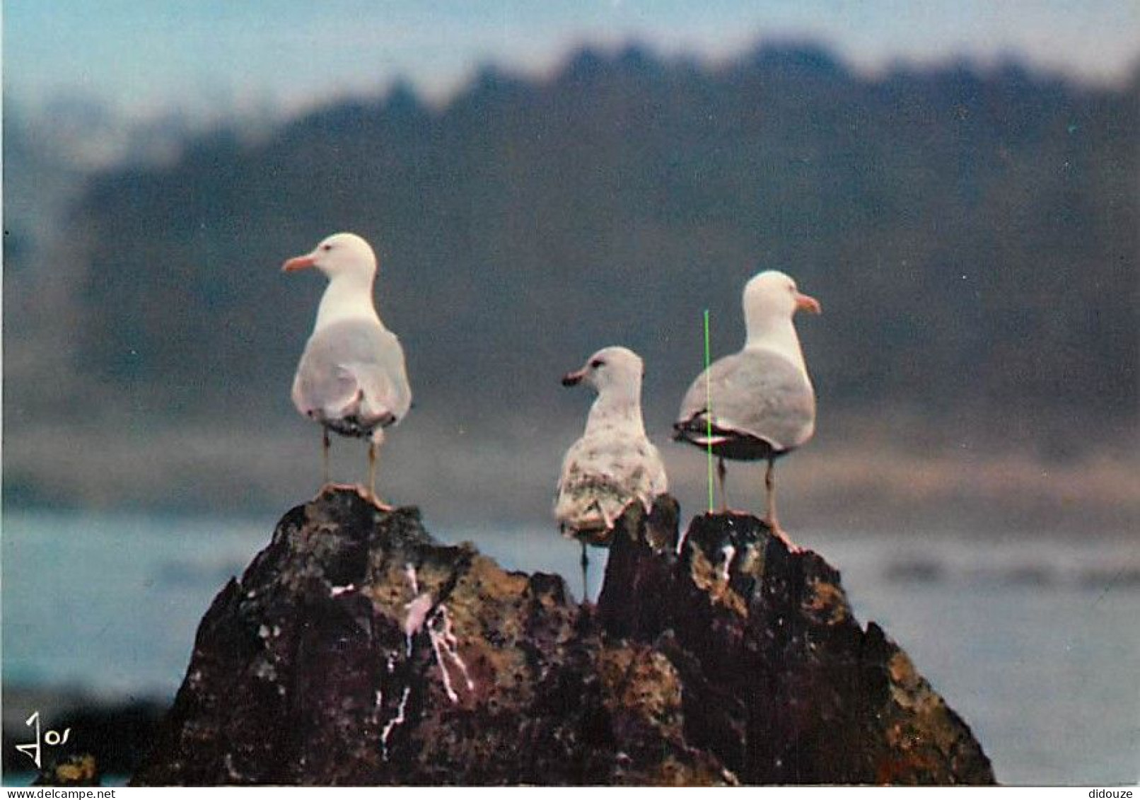 Animaux - Oiseaux - Oiseaux De Mer - Bretagne - CPM - Voir Scans Recto-Verso - Birds