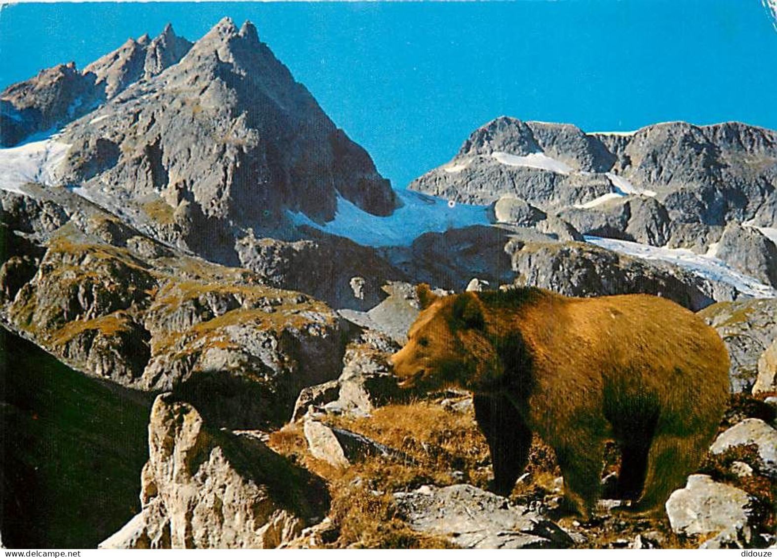 Animaux - Ours - Ours Des Pyrénées - CPM - Voir Scans Recto-Verso - Bears