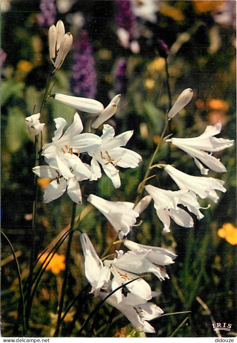 Fleurs - CPM - Voir Scans Recto-Verso - Flowers