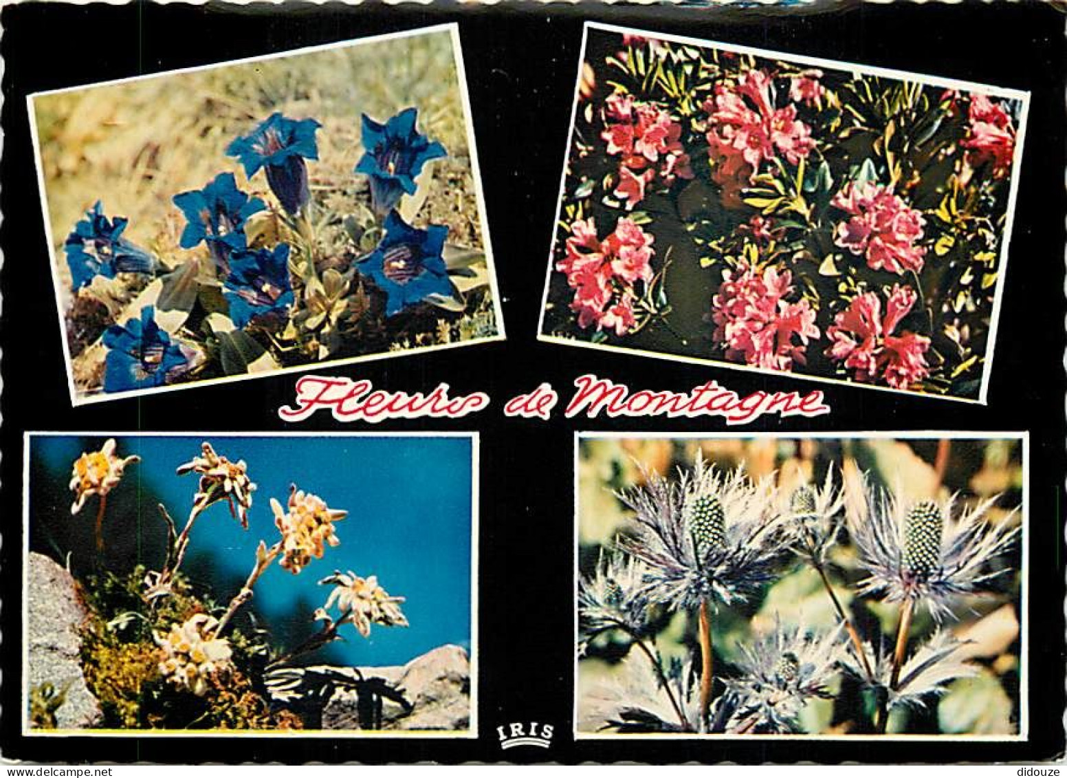 Fleurs - CPM - Voir Scans Recto-Verso - Flowers