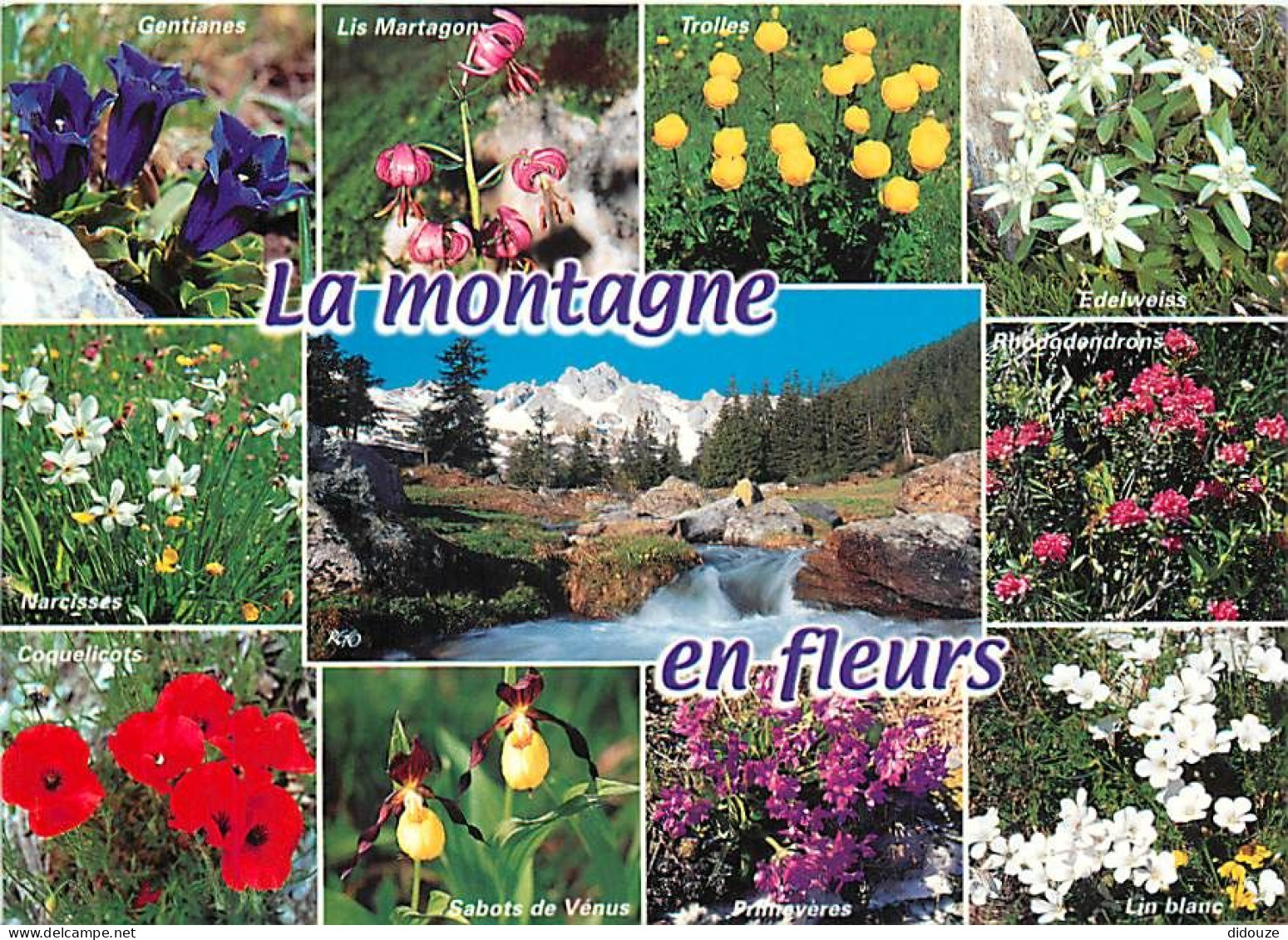 Fleurs - CPM - Voir Scans Recto-Verso - Flowers