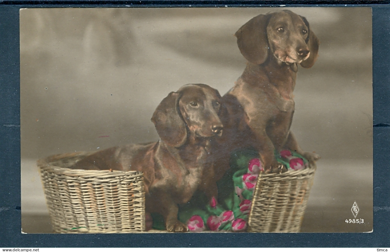 19033 Deux Chiens Teckel Dans Une Corbeille Avec Des Roses  (Dachshund) - Dogs