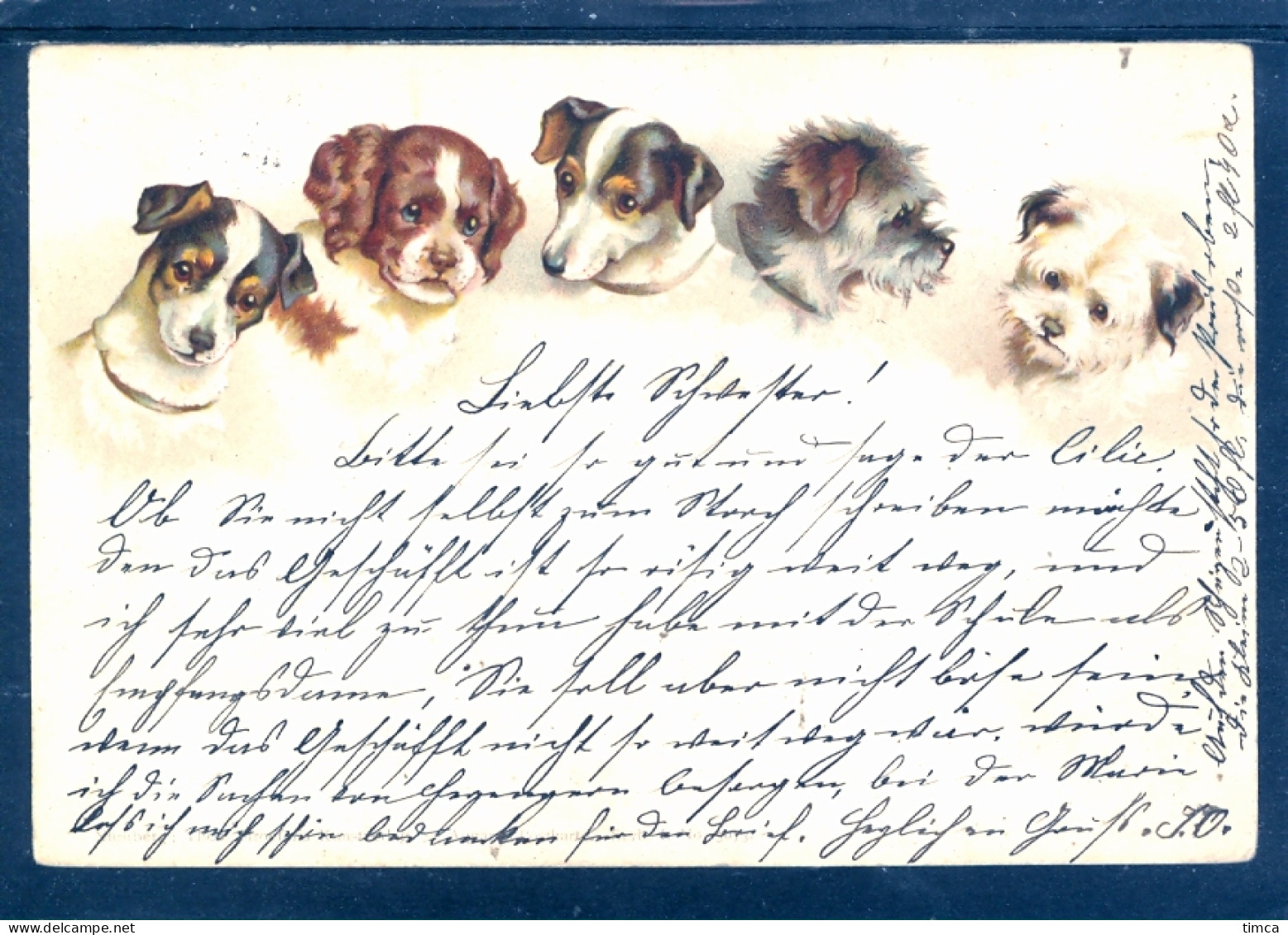 19049 Cinq Têtes De Chiots De Diverses Races - Litho - Dogs