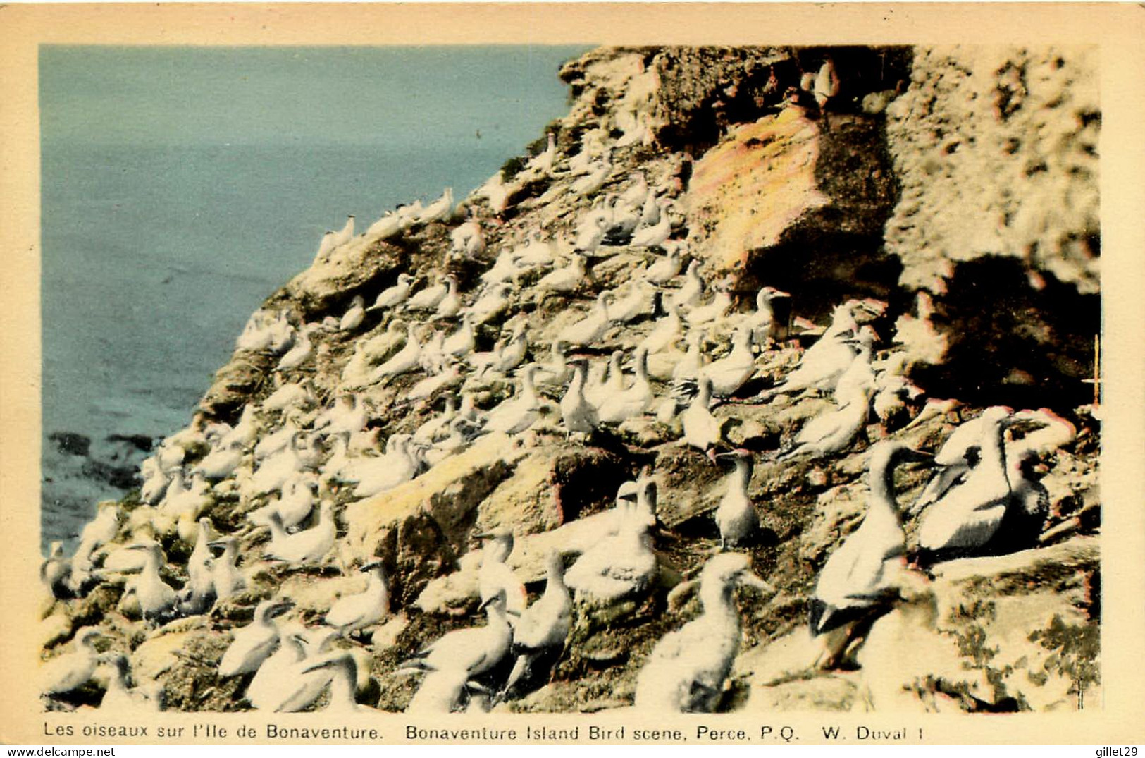 L'ILE BONAVENTURE, QUÉBEC - LES OISEAUX SUR L'iLE BONAVENTURE - W. DUVAL - PECO - - Percé