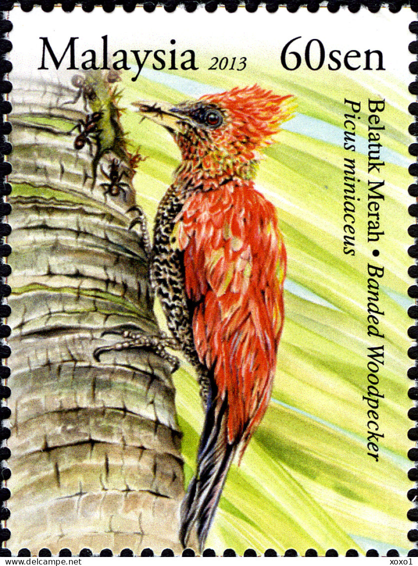 Malaysia 2013 MiNr. 2024 - 2027 (Block 166) BIRDS Woodpeckers 3V + S/sh MNH** 7,40 € - Climbing Birds