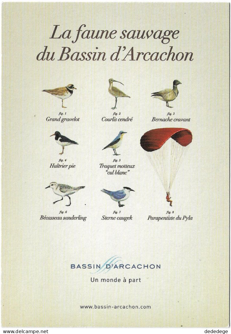 LA FAUNE SAUVAGE DU BASSIN D'ARCACHON - Arcachon