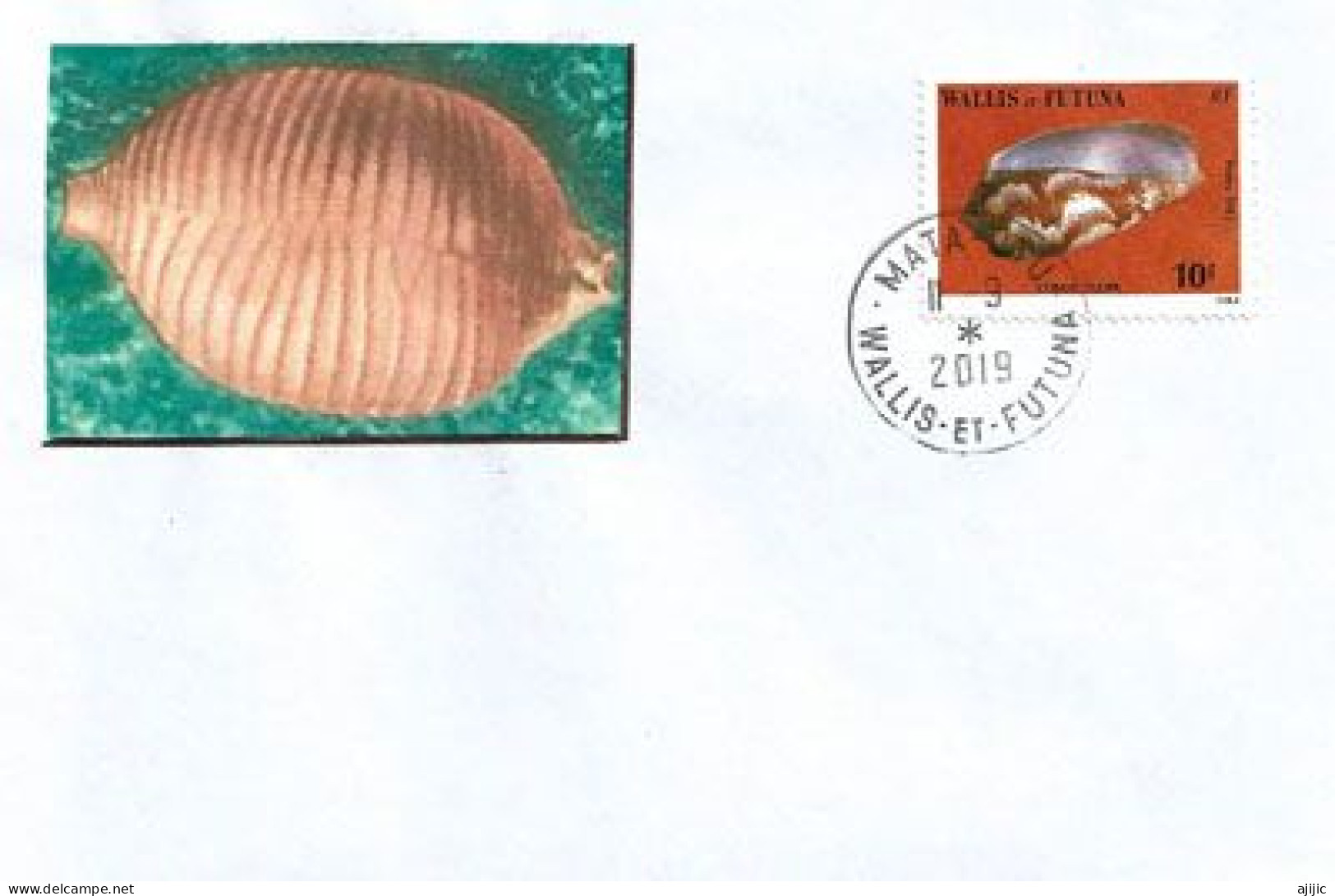 Timbre Le Cône De Tulipe De WALLIS & FUTUNA, Sur Lettre De Mata Utu - Coquillages