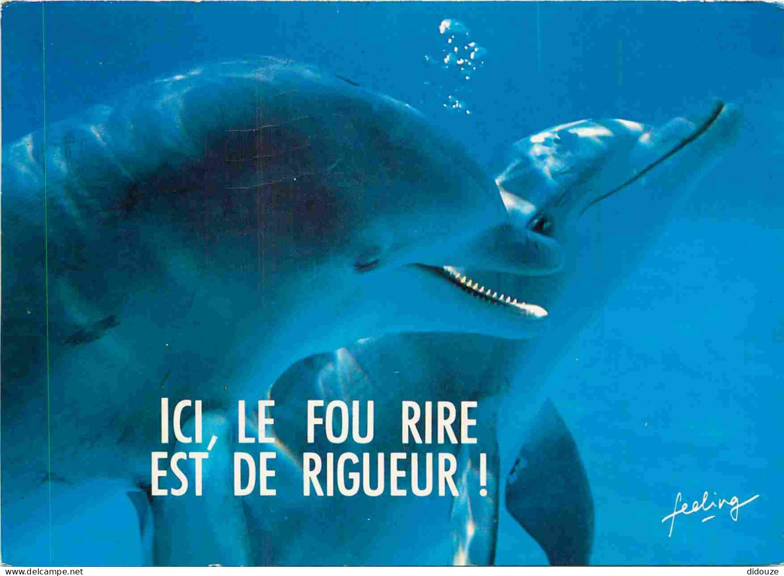 Animaux - Dauphin - Dolphin - Carte à Message - CPM - Voir Scans Recto-Verso - Delfines