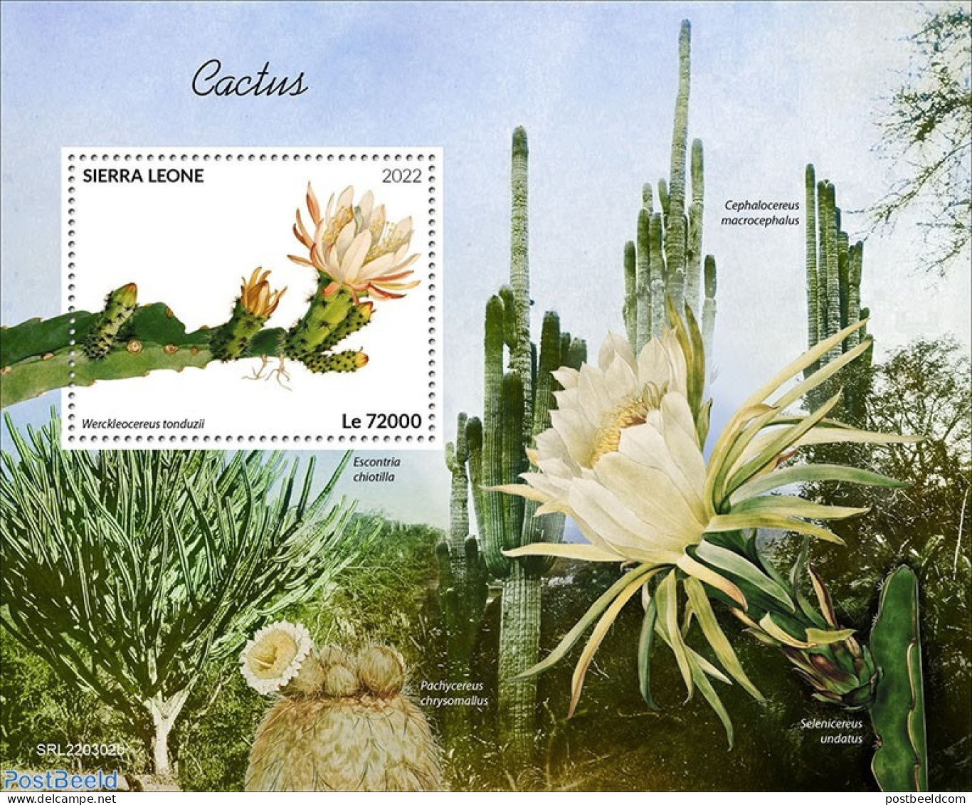 Sierra Leone 2022 Cactus, Mint NH, Nature - Cacti - Flowers & Plants - Sukkulenten