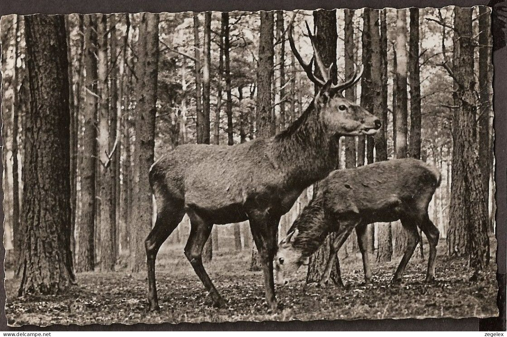 Cerfes Rouges, Edelherten, Red Deer, Rotwild,  - Ohne Zuordnung