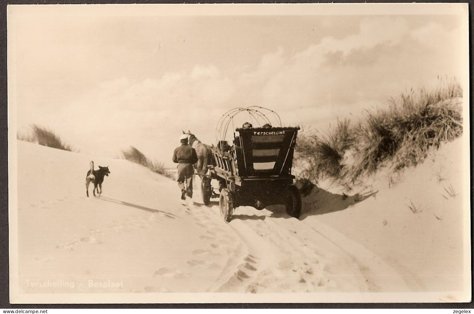 Terschelling - Met Paard En Wagen Door De Duinen - Terschelling