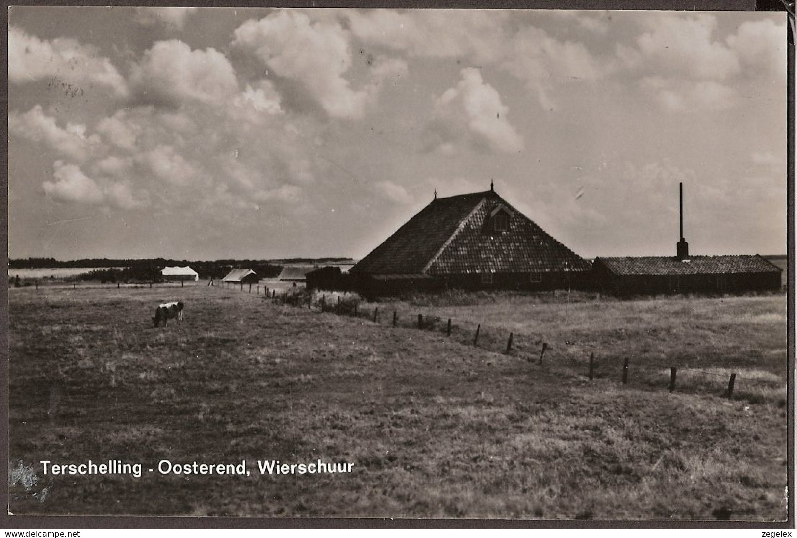 Terschelling - Oosterend - Wierschuur - Koe, Cow - Terschelling