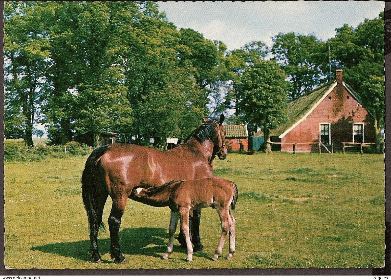 Hellendoorn - Restaurant Sprookjestuin 'De Elf Provinciën' Paard Met Veulen, Cheval, Horse, Pferd - Hellendoorn