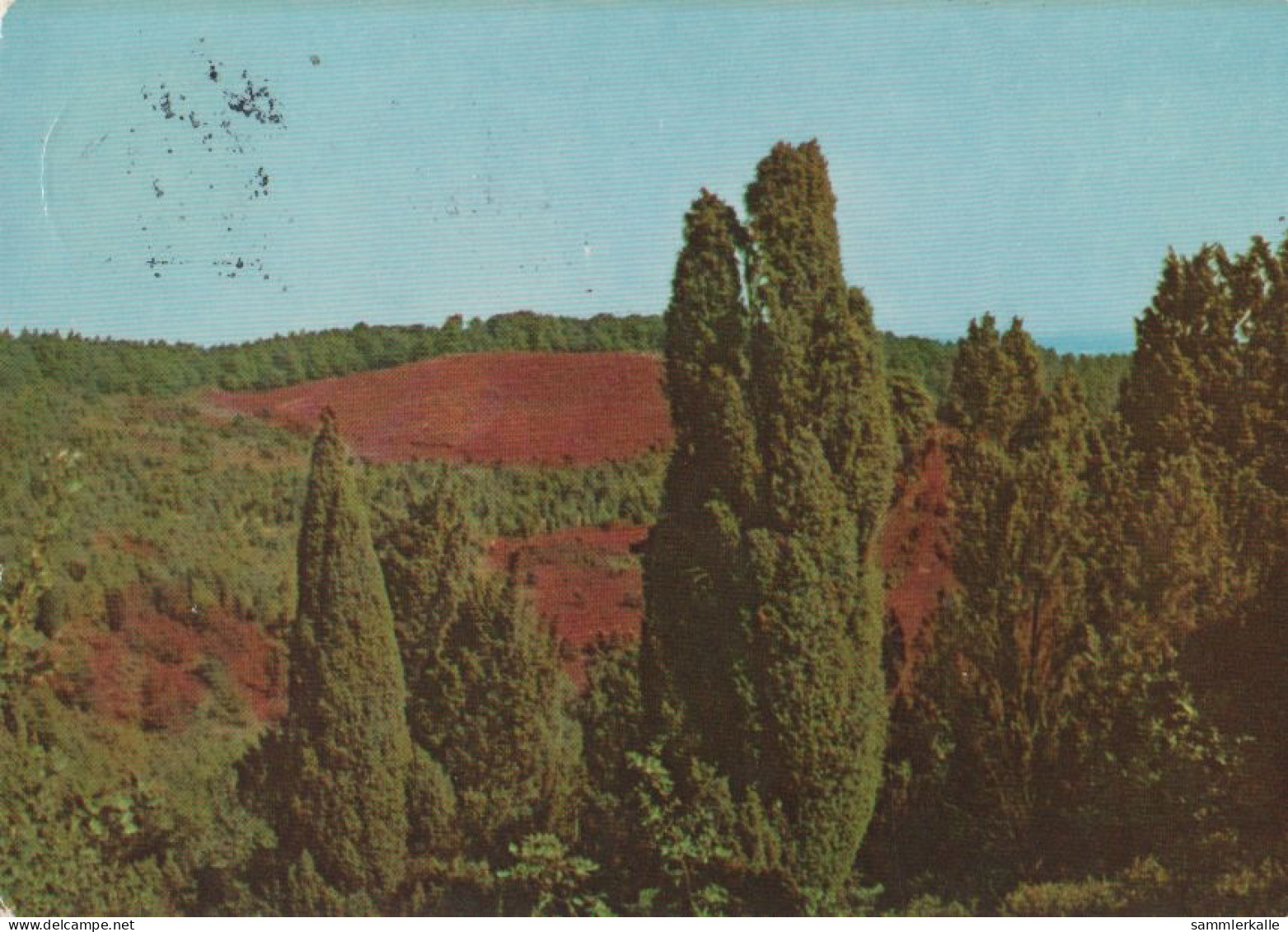 28149 - Lüneburger Heide - Im Totengrund - 1978 - Lüneburger Heide