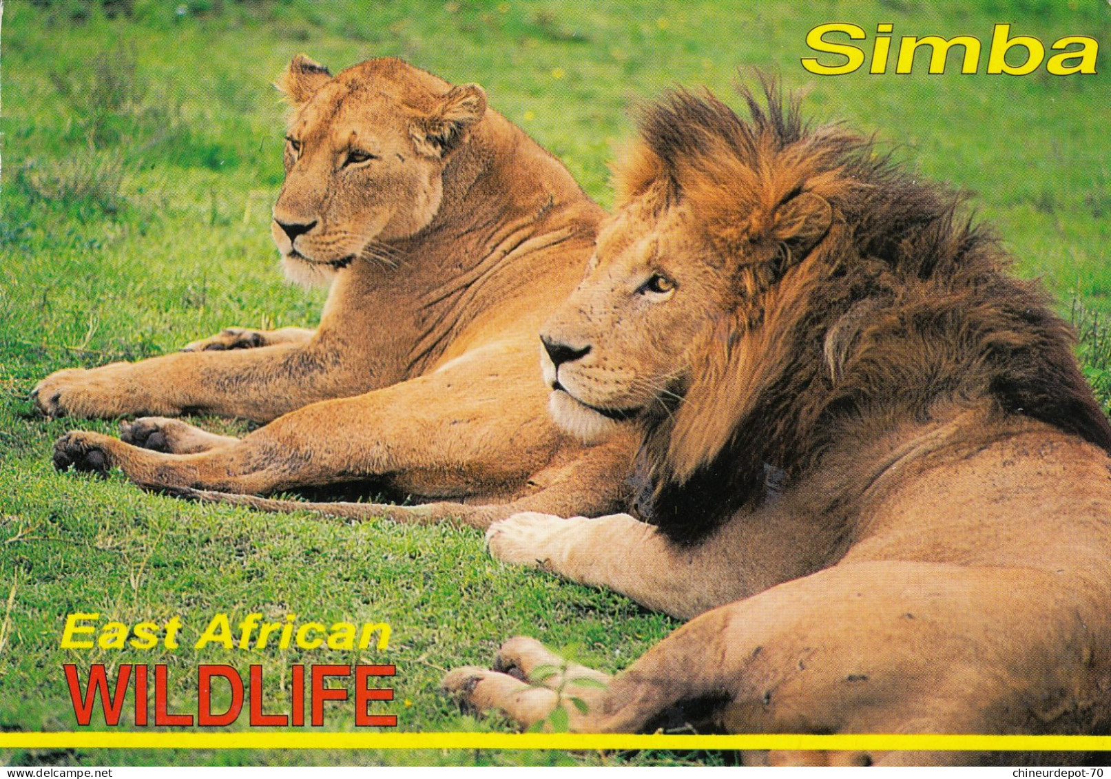 ANIMAUX  LIONS   SIMBA . WILDLIFE - Lions