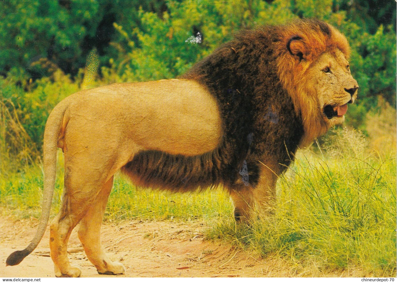 ANIMAUX  LIONS - Lions