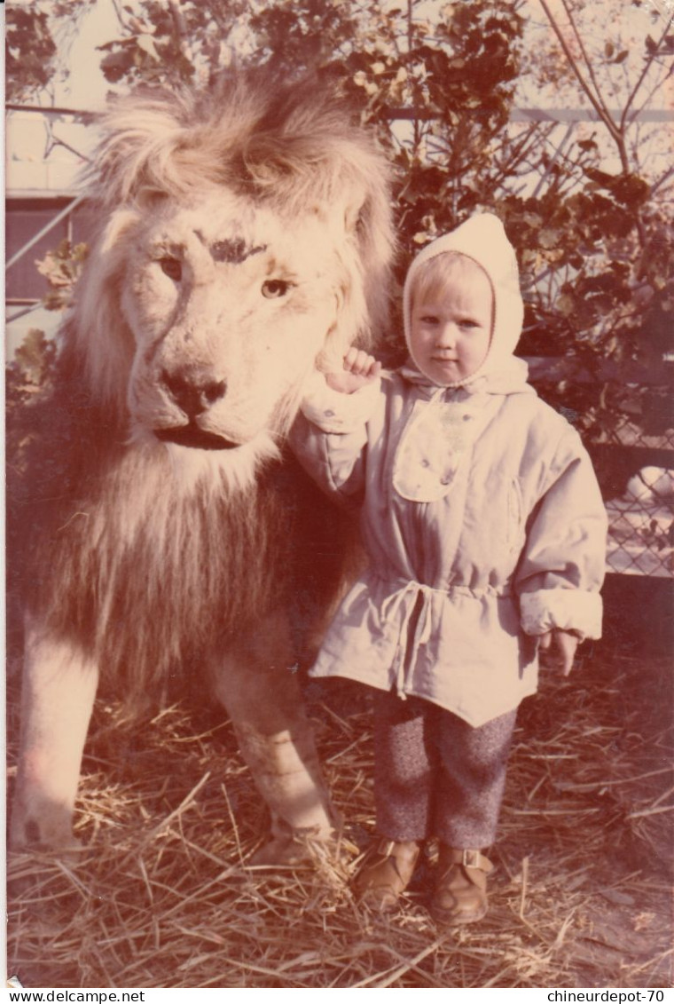 ANIMAUX  LIONET L ENFANT..PHOTO.. - Leones