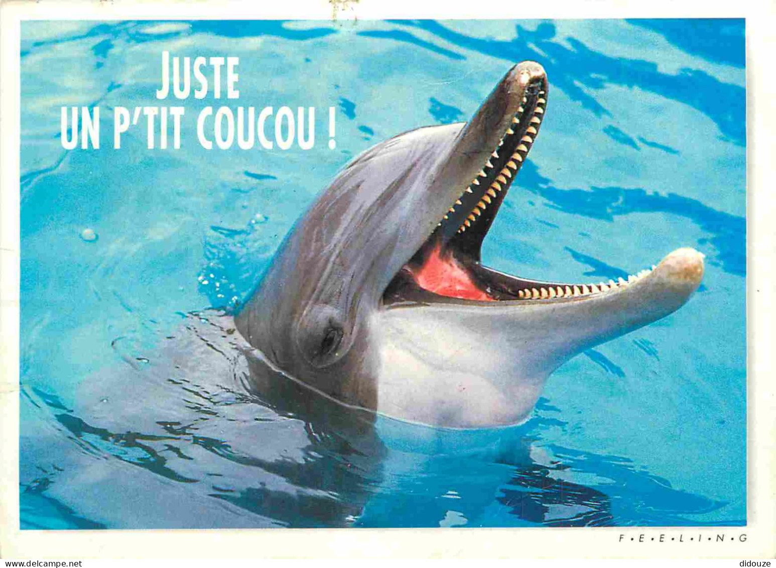 Animaux - Dauphin - Dolphin - Carte à Message - CPM - Voir Scans Recto-Verso - Dauphins