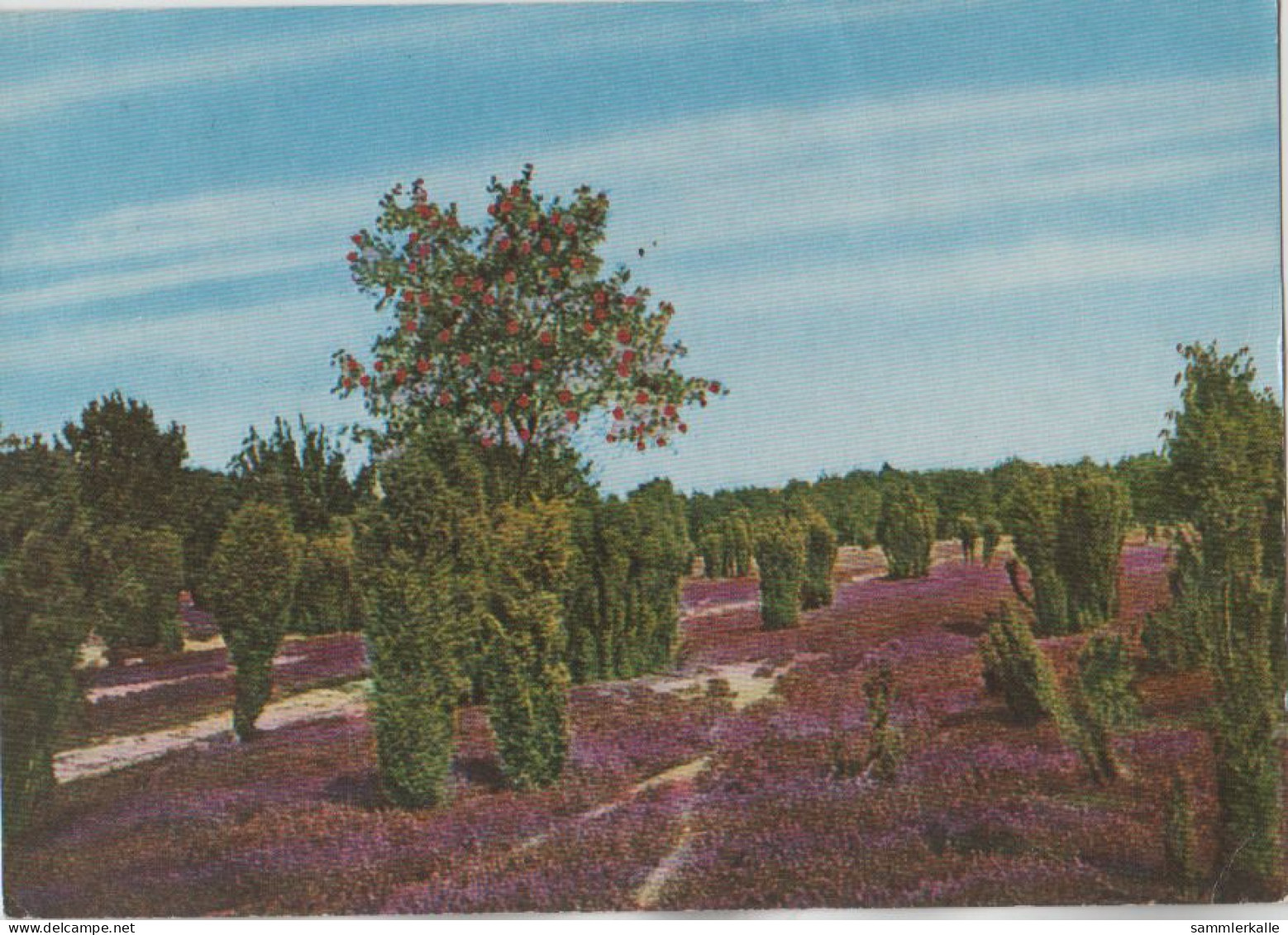 30298 - Lüneburger Heide - Erika, Wacholder Und Vogelbeeren - 1971 - Lüneburger Heide