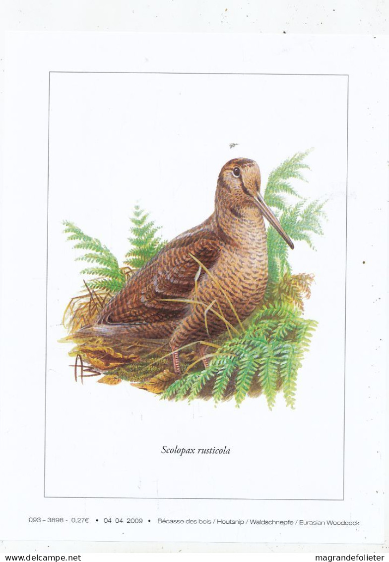 TIMBRE  ZEGEL STAMP BELGIQUE LES OISEAUX D' ANDRE BUZIN  BELLE GRAVURE " BECASSE DES BOIS " - Collezioni