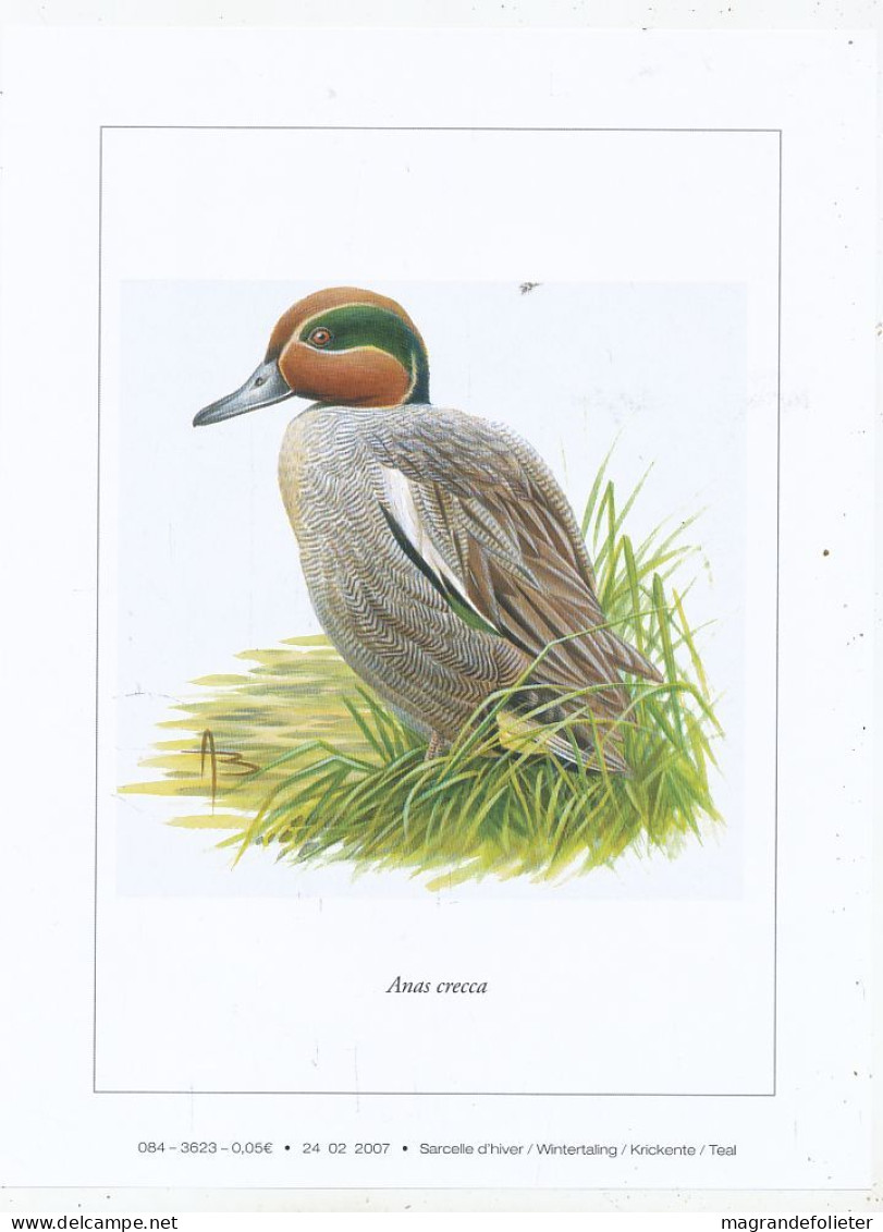 TIMBRE  ZEGEL STAMP BELGIQUE LES OISEAUX D' ANDRE BUZIN  BELLE GRAVURE " SARCELLE D' HIVER " - Collezioni