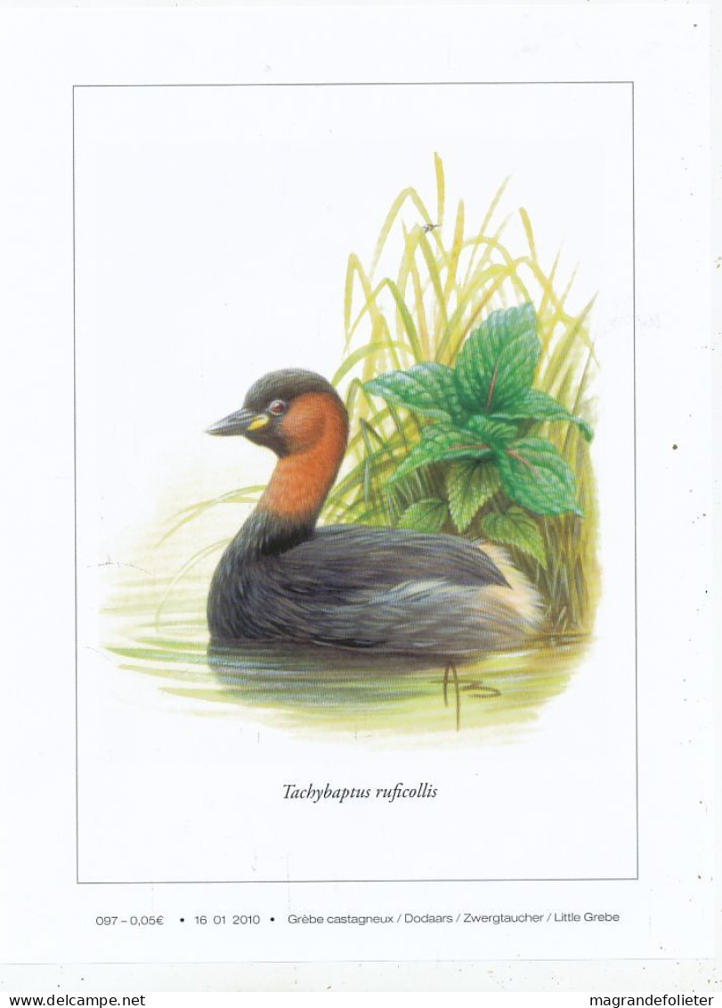 TIMBRE  ZEGEL STAMP BELGIQUE LES OISEAUX D' ANDRE BUZIN  BELLE GRAVURE " GREBE CASTAGNEUX    " - Collections