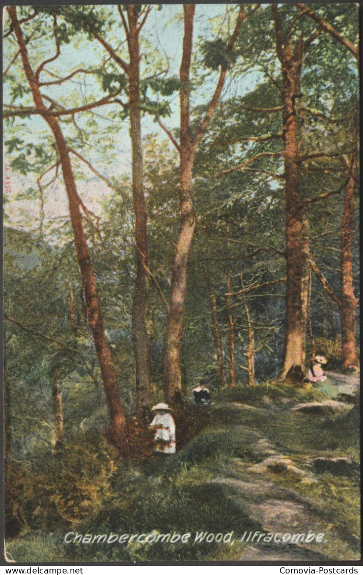 Chambercombe Woods, Ilfracombe, Devon, C.1905 - Hartmann Postcard - Ilfracombe