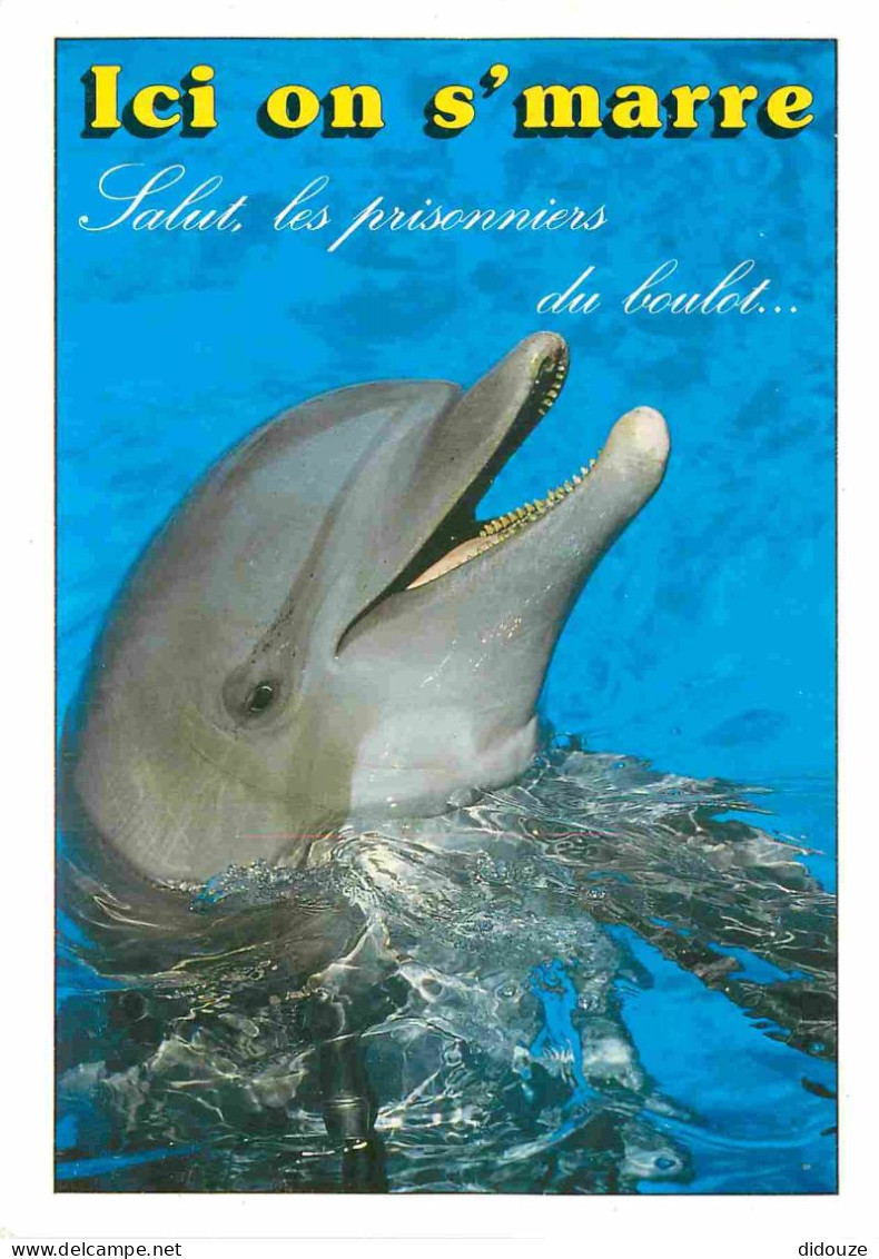 Animaux - Dauphin - Dolphin - Carte à Message - CPM - Carte Neuve - Voir Scans Recto-Verso - Dauphins