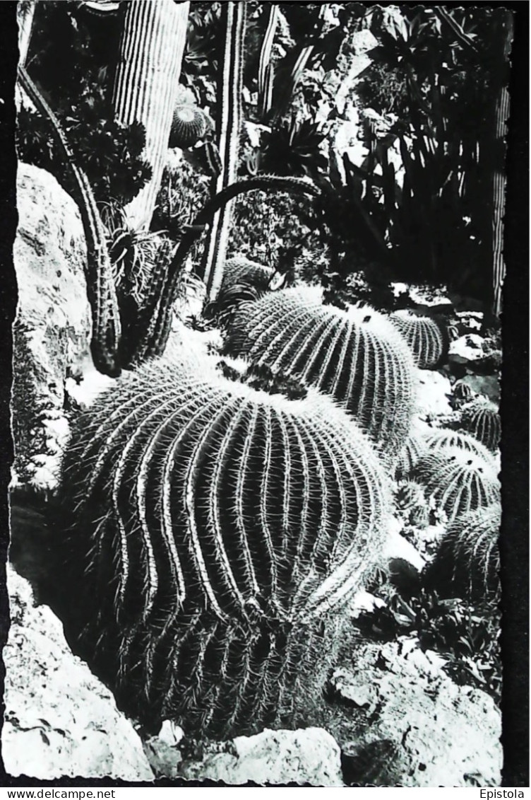 ► MONACO  Cpsm Bromure Du JARDIN EXOTIQUE  Cactus - Jardin Exotique