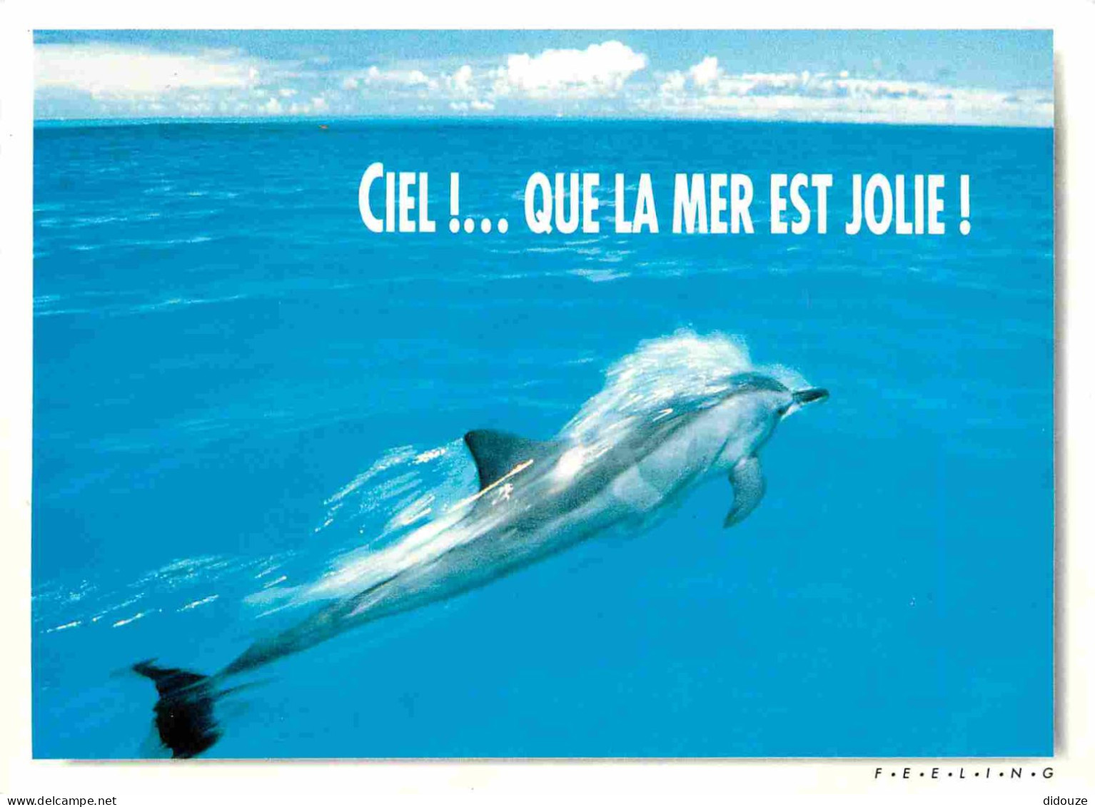 Animaux - Dauphin - Dolphin - Carte à Message - CPM - Voir Scans Recto-Verso - Dolfijnen