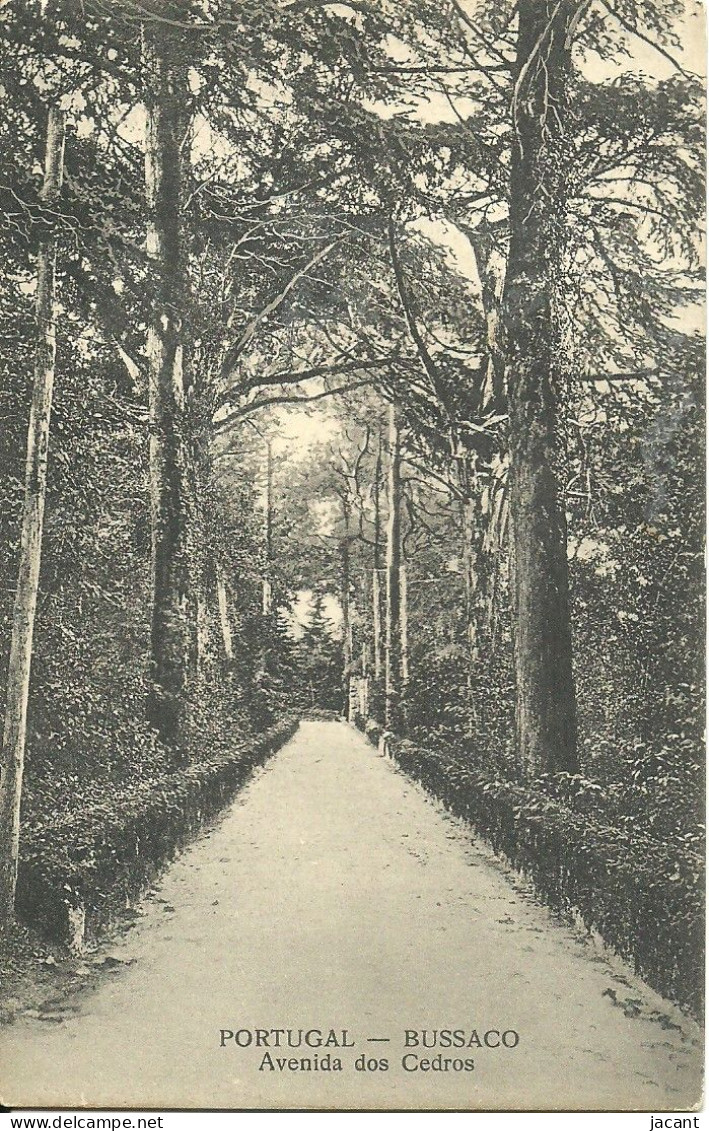 Portugal - Bussaco - Avenida Dos Cedros - Aveiro