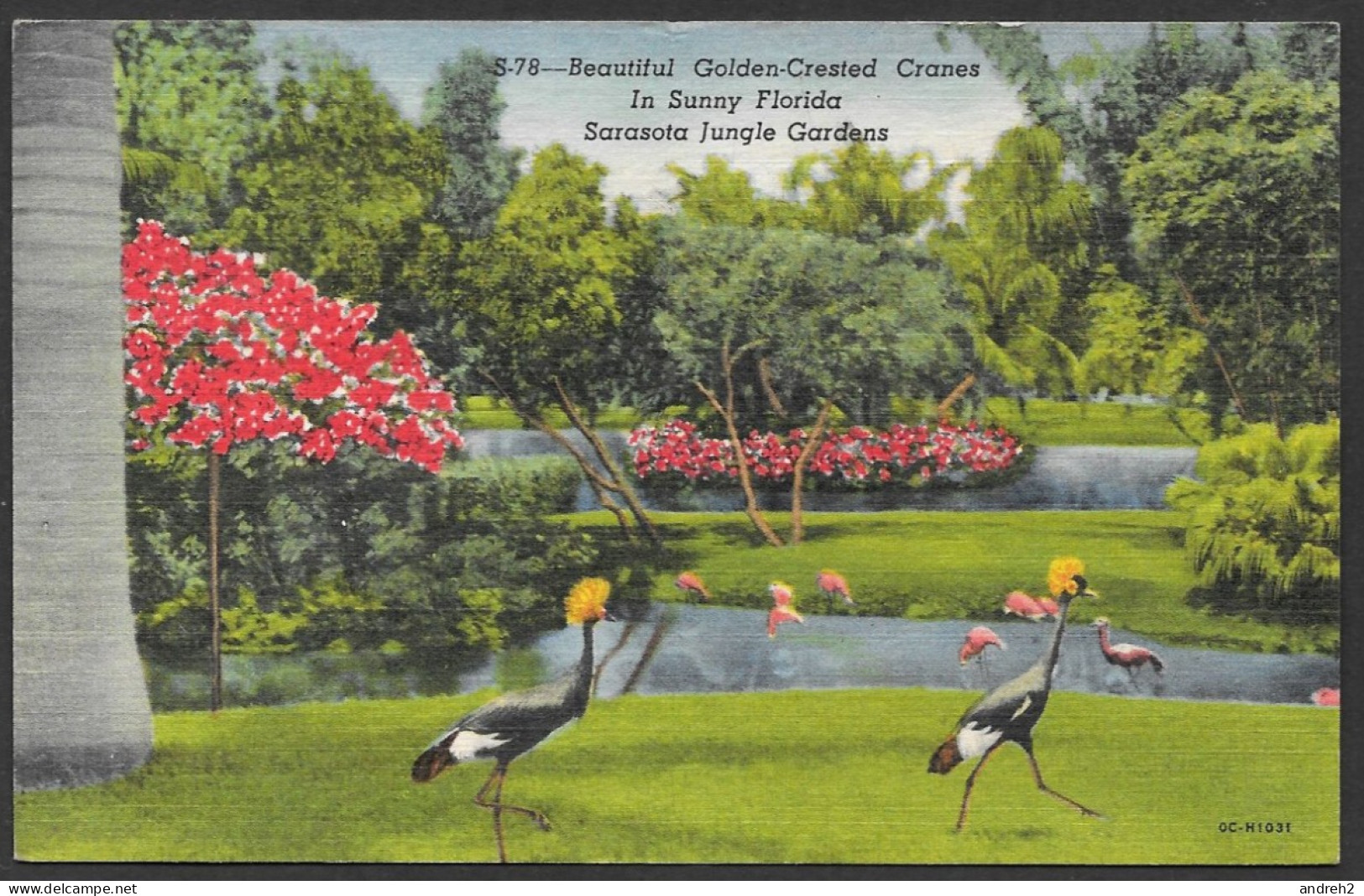 Sarasota  Florida - C.P.A. 1956 -  Beautiful Golden Crested Cranes In Sunny Florida Sarasota Jungle Garden By E.Russell - Sarasota