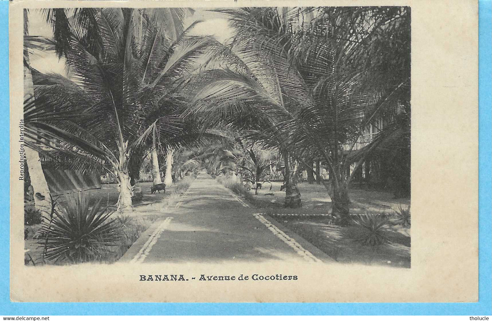 Timbre Mols 25c-Etat Indépendant Du Congo Surchargé "CONGO BELGE" 33L-cachet LEOPOLDVILLE 1911-Banana-Av. De Cocotiers - Cartas & Documentos