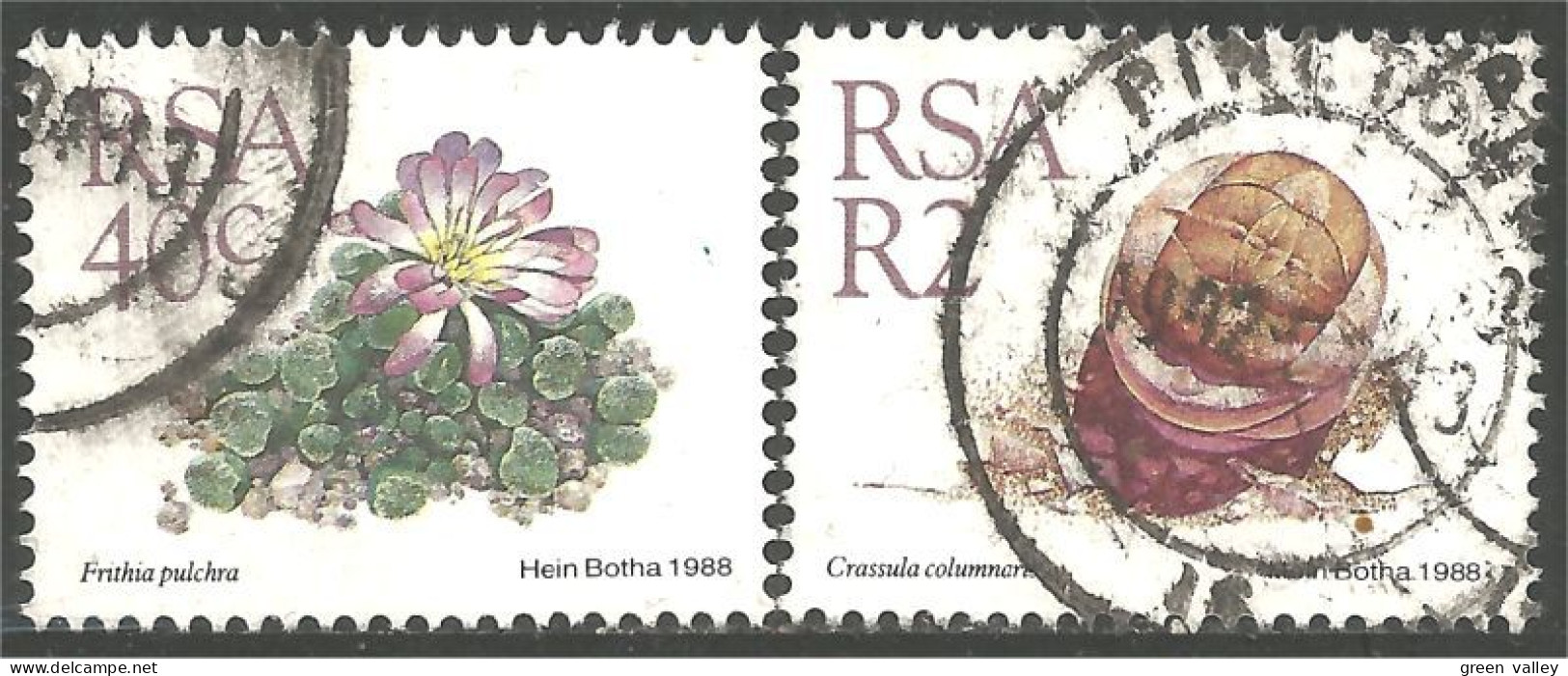 817 South Africa Flower Blume Fleur Cactus Cactii (RSA-23) - Sukkulenten